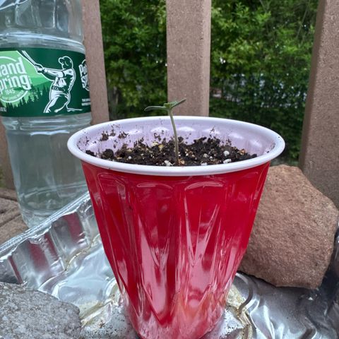 Apple Fritter growlog timeline photo