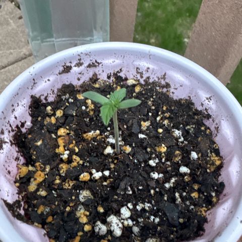 Apple Fritter growlog timeline photo
