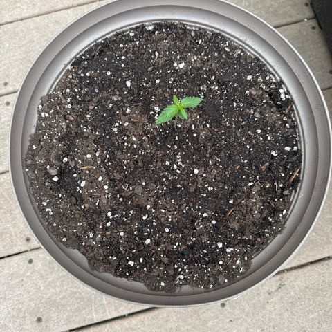 Apple Fritter growlog timeline photo