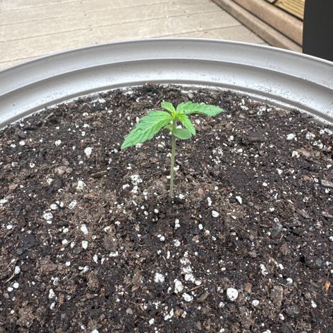 Apple Fritter growlog timeline photo