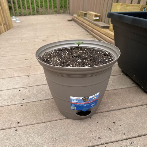 Apple Fritter growlog timeline photo
