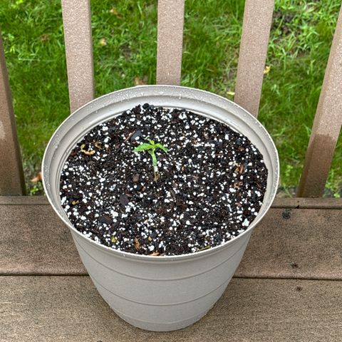 Apple Fritter growlog timeline photo