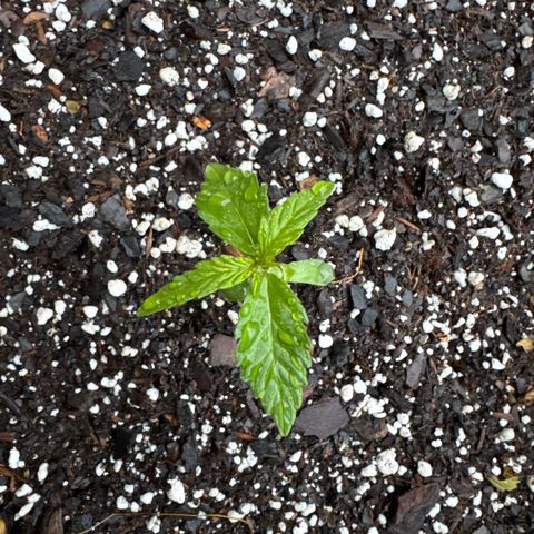 Apple Fritter growlog timeline photo