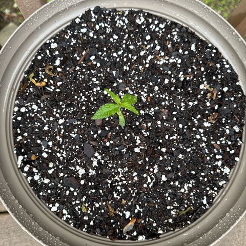 Apple Fritter growlog timeline photo