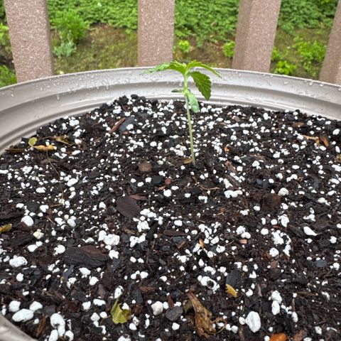 Apple Fritter growlog timeline photo