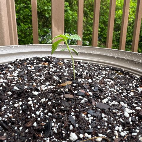 Apple Fritter growlog timeline photo