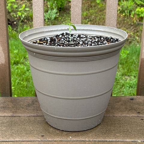 Apple Fritter growlog timeline photo