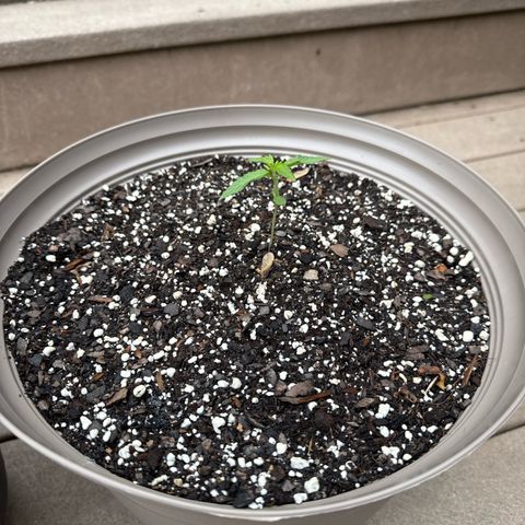 Apple Fritter growlog timeline photo