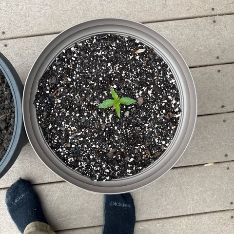 Apple Fritter growlog timeline photo