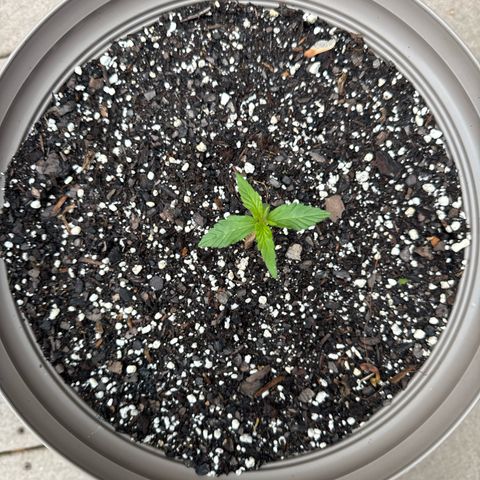 Apple Fritter growlog timeline photo