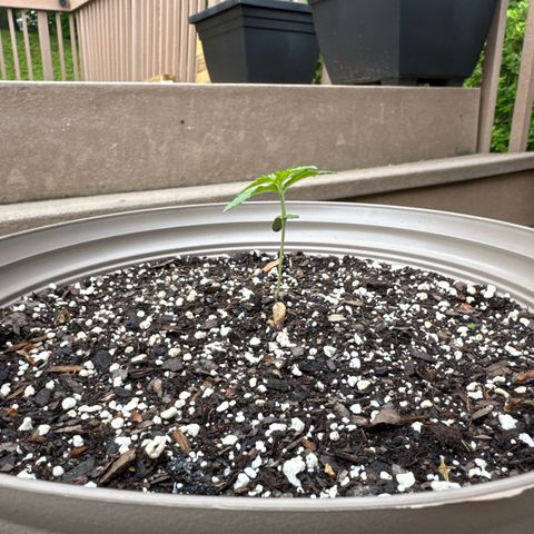 Apple Fritter growlog timeline photo