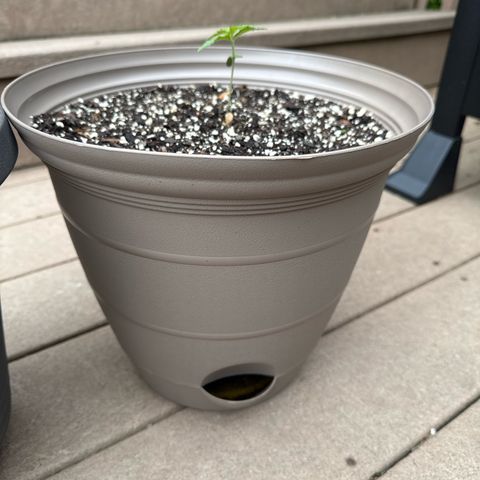 Apple Fritter growlog timeline photo