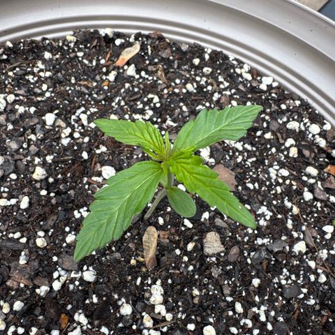 Apple Fritter growlog timeline photo