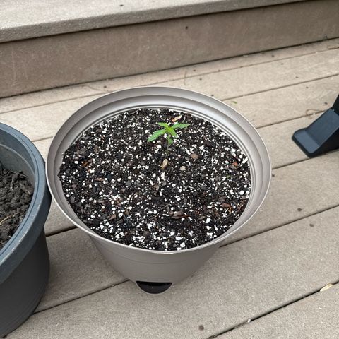 Apple Fritter growlog timeline photo
