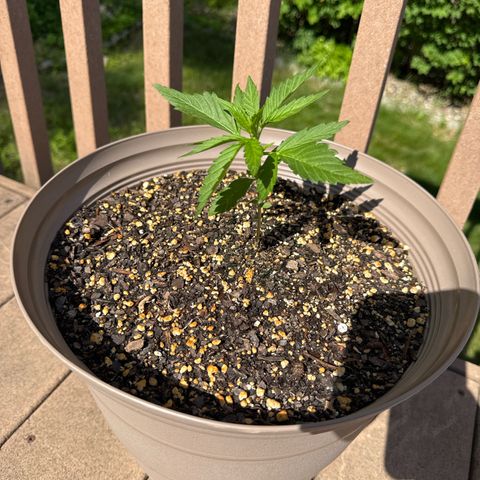 Apple Fritter growlog timeline photo