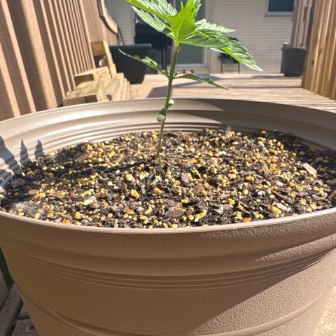 Apple Fritter growlog timeline photo