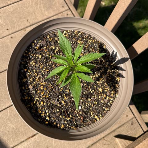 Apple Fritter growlog timeline photo
