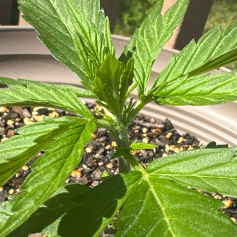 Apple Fritter growlog timeline photo
