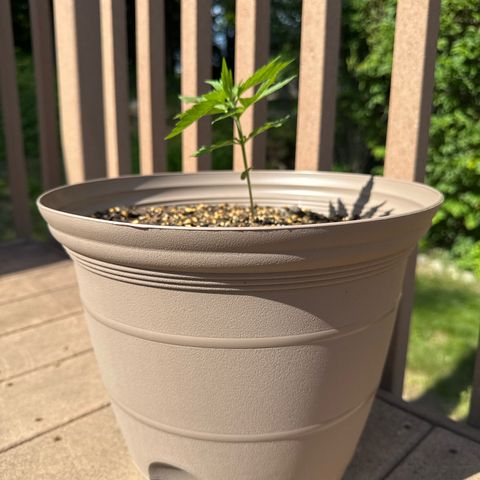 Apple Fritter growlog timeline photo