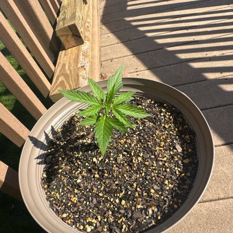 Apple Fritter growlog timeline photo