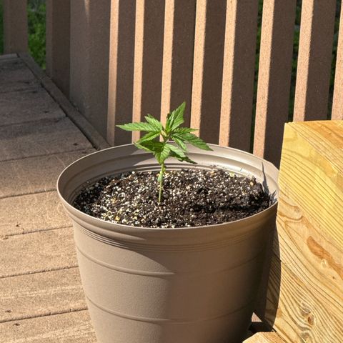Apple Fritter growlog timeline photo