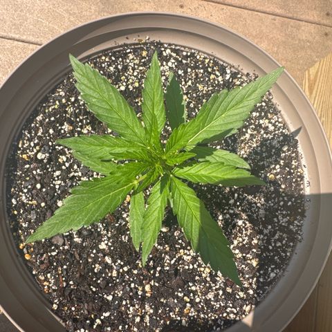 Apple Fritter growlog timeline photo