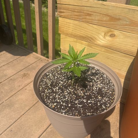 Apple Fritter growlog timeline photo