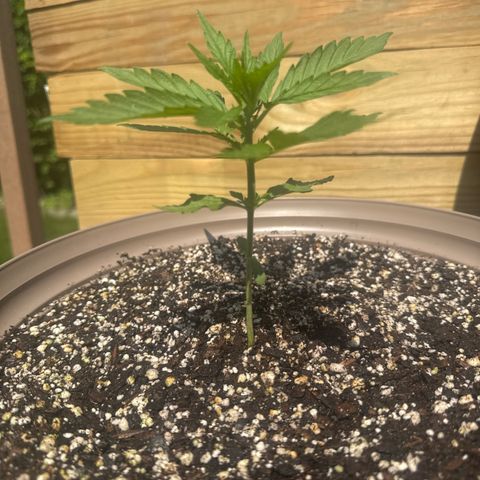 Apple Fritter growlog timeline photo