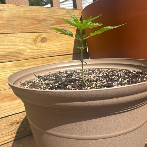 Apple Fritter growlog timeline photo