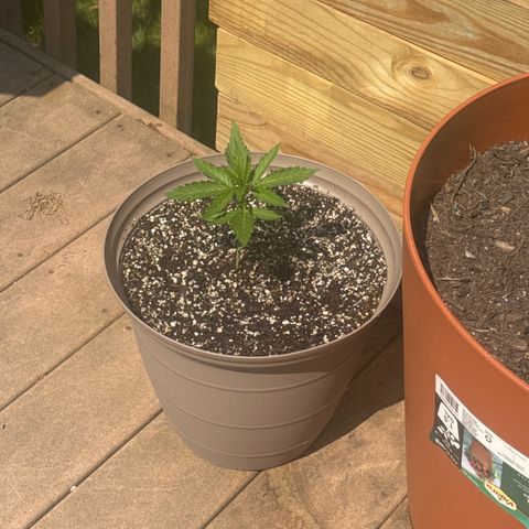 Apple Fritter growlog timeline photo