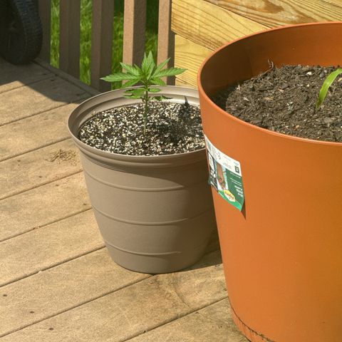 Apple Fritter growlog timeline photo