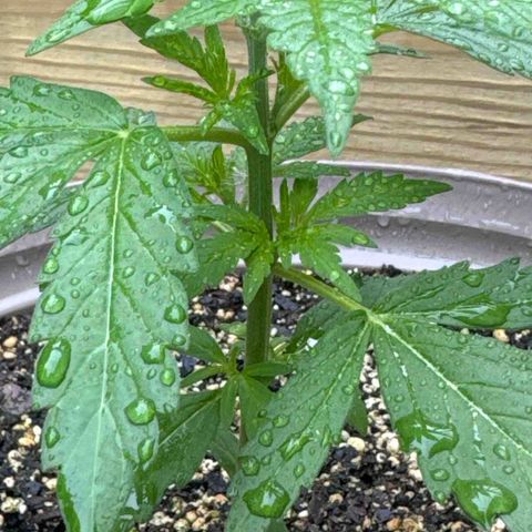 Apple Fritter growlog timeline photo