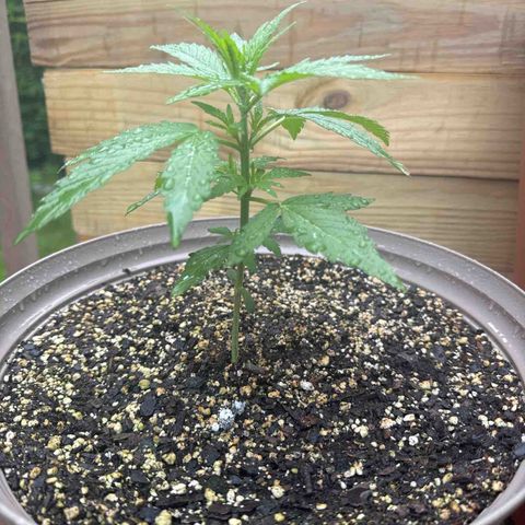 Apple Fritter growlog timeline photo