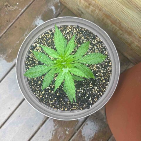 Apple Fritter growlog timeline photo