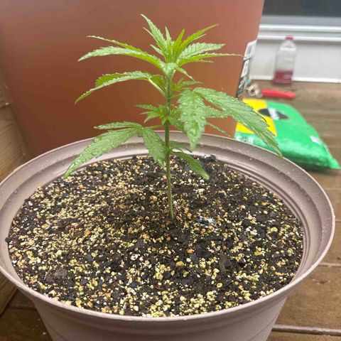 Apple Fritter growlog timeline photo