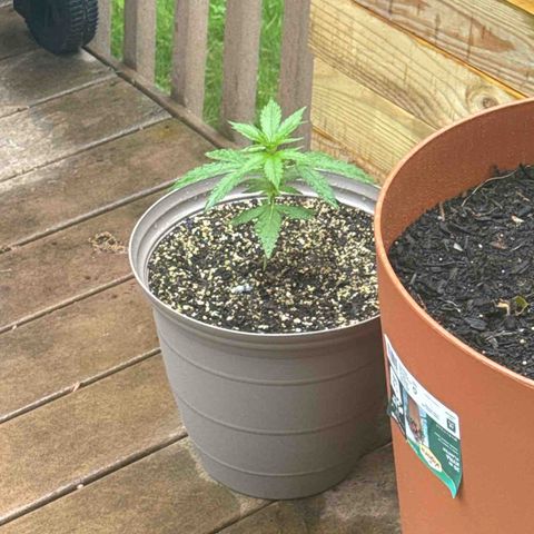 Apple Fritter growlog timeline photo