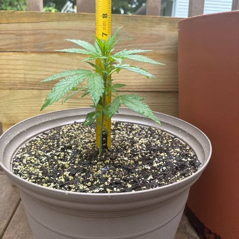 Apple Fritter growlog photo: Tape measures used for measurement 