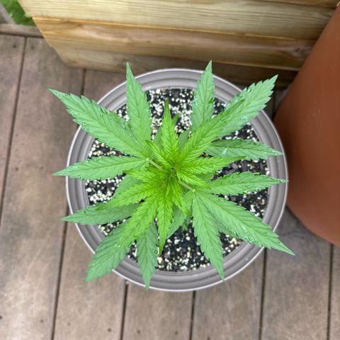 Apple Fritter growlog timeline photo