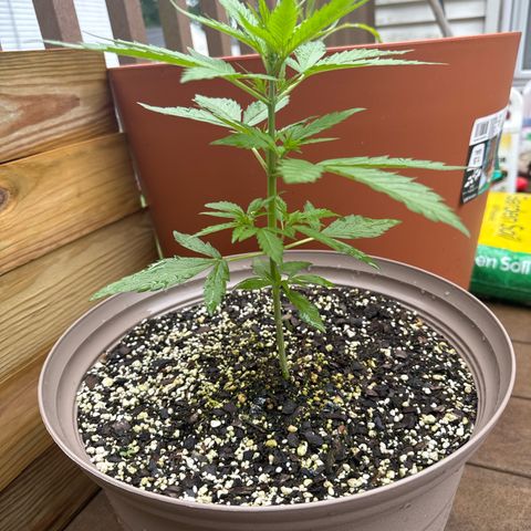 Apple Fritter growlog timeline photo