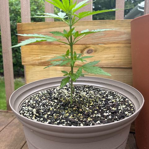 Apple Fritter growlog timeline photo