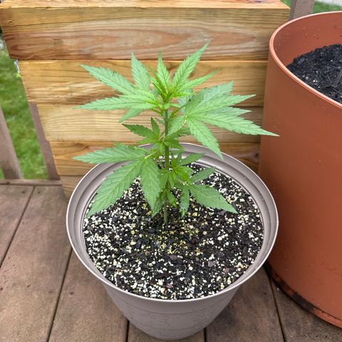 Apple Fritter growlog timeline photo