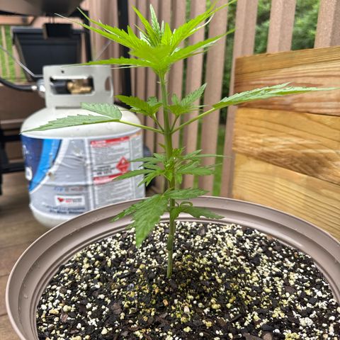Apple Fritter growlog timeline photo