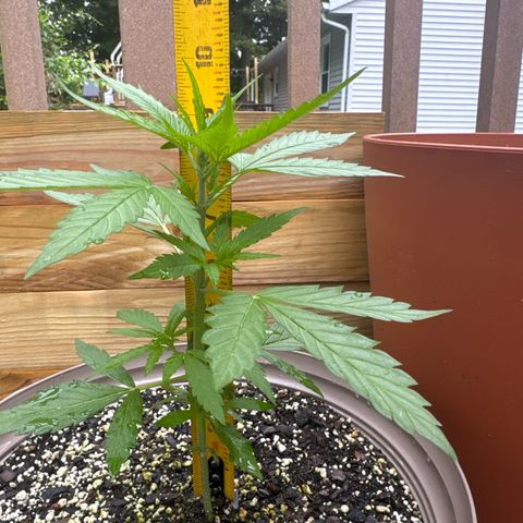 Apple Fritter growlog timeline photo