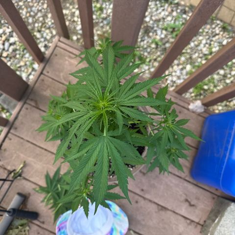 Apple Fritter growlog timeline photo