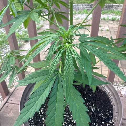 Apple Fritter growlog timeline photo