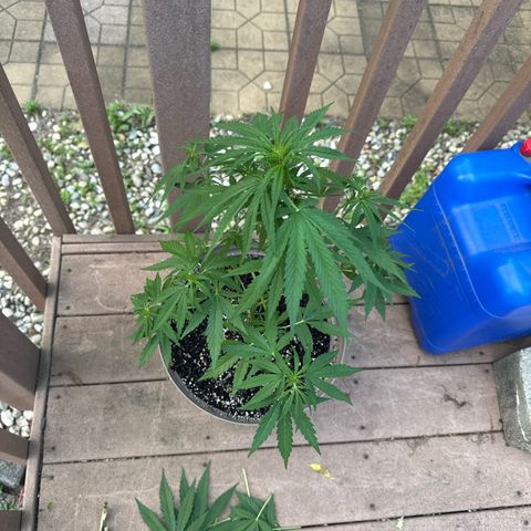 Apple Fritter growlog timeline photo