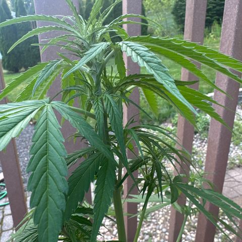 Apple Fritter growlog timeline photo