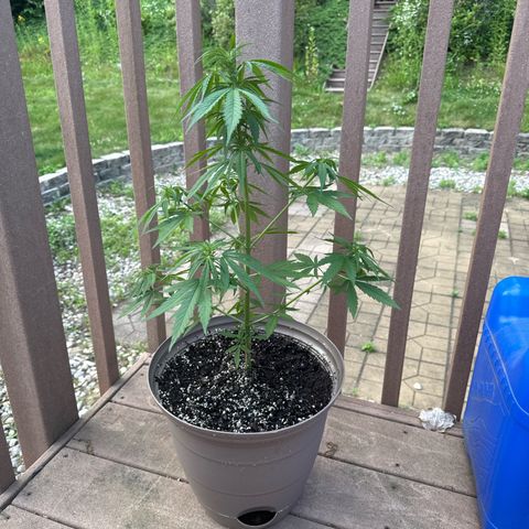 Apple Fritter growlog timeline photo