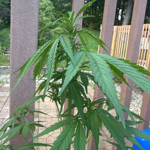 Apple Fritter growlog timeline photo