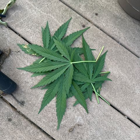 Apple Fritter growlog timeline photo